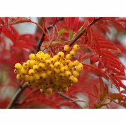Sorbus 'Joseph Rock' | Mountian Ash Rowan Tree | 12L Pot | 150-180cm | By Frank P Matthews 8 Sorbus 'Joseph Rock' | Mountian Ash Rowan Tree | 12L Pot | 150-180cm | By Frank P Matthews -Roots Shop TR020312L add image 2 113a
