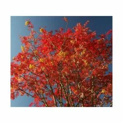 Sorbus 'Joseph Rock' | Mountian Ash Rowan Tree | 12L Pot | 150-180cm | By Frank P Matthews 9 Sorbus 'Joseph Rock' | Mountian Ash Rowan Tree | 12L Pot | 150-180cm | By Frank P Matthews -Roots Shop TR020312L add image 3 e0b5