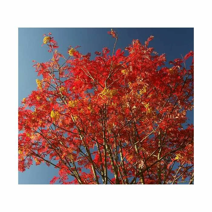 Sorbus 'Joseph Rock' | Mountian Ash Rowan Tree | 12L Pot | 150-180cm | By Frank P Matthews 5 Sorbus 'Joseph Rock' | Mountian Ash Rowan Tree | 12L Pot | 150-180cm | By Frank P Matthews - Image 5