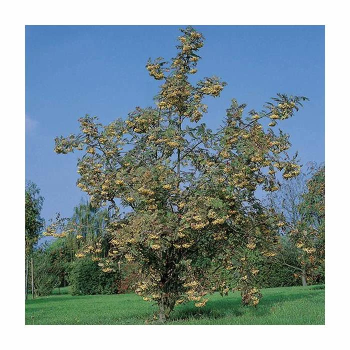 Sorbus 'Joseph Rock' | Mountian Ash Rowan Tree | 12L Pot | 150-180cm | By Frank P Matthews 1 Sorbus 'Joseph Rock' | Mountian Ash Rowan Tree | 12L Pot | 150-180cm | By Frank P Matthews