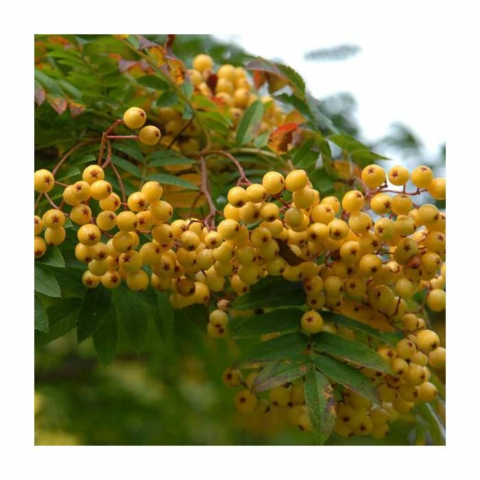 Sorbus 'Joseph Rock' | Mountian Ash Rowan Tree | 12L Pot | 150-180cm | By Frank P Matthews 2 Sorbus 'Joseph Rock' | Mountian Ash Rowan Tree | 12L Pot | 150-180cm | By Frank P Matthews - Image 2