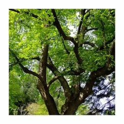 Tilia platyphyllos 'Rubra' | Large Leaf Lime Tree | 9L Pot | 120-150cm 8 Tilia platyphyllos 'Rubra' | Large Leaf Lime Tree | 9L Pot | 120-150cm -Roots Shop TR0205 add image 1 2c74