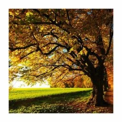 Tilia platyphyllos 'Rubra' | Large Leaf Lime Tree | 9L Pot | 120-150cm 9 Tilia platyphyllos 'Rubra' | Large Leaf Lime Tree | 9L Pot | 120-150cm -Roots Shop TR0205 add image 2 eb92