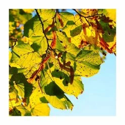 Tilia platyphyllos 'Rubra' | Large Leaf Lime Tree | 9L Pot | 120-150cm 10 Tilia platyphyllos 'Rubra' | Large Leaf Lime Tree | 9L Pot | 120-150cm -Roots Shop TR0205 add image 3 63a7