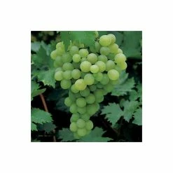 2-3ft 'Vroege van der Laan' Grape Vine | 2L Pot 7 2-3ft 'Vroege van der Laan' Grape Vine | 2L Pot -Roots Shop TR0232 add image 1 4b2d