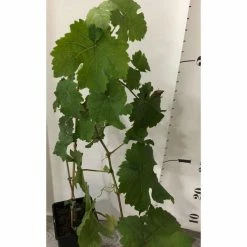 2-3ft 'Vroege van der Laan' Grape Vine | 2L Pot 8 2-3ft 'Vroege van der Laan' Grape Vine | 2L Pot -Roots Shop TR0232 add image 2 1c9e