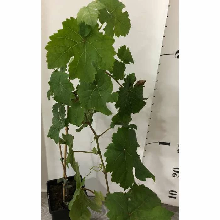 2-3ft 'Vroege van der Laan' Grape Vine | 2L Pot 4 2-3ft 'Vroege van der Laan' Grape Vine | 2L Pot - Image 4
