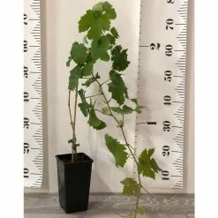 2-3ft 'Vroege van der Laan' Grape Vine | 2L Pot 9 2-3ft 'Vroege van der Laan' Grape Vine | 2L Pot -Roots Shop TR0232 add image 3 f093