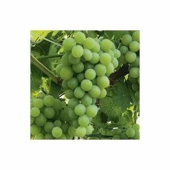 2-3ft 'Vroege van der Laan' Grape Vine | 2L Pot