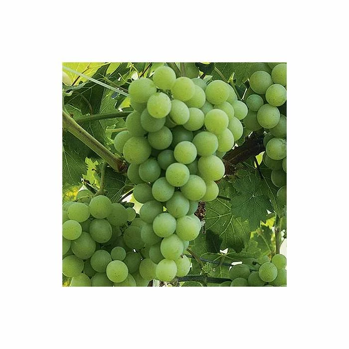 2-3ft 'Vroege van der Laan' Grape Vine | 2L Pot 1 2-3ft 'Vroege van der Laan' Grape Vine | 2L Pot