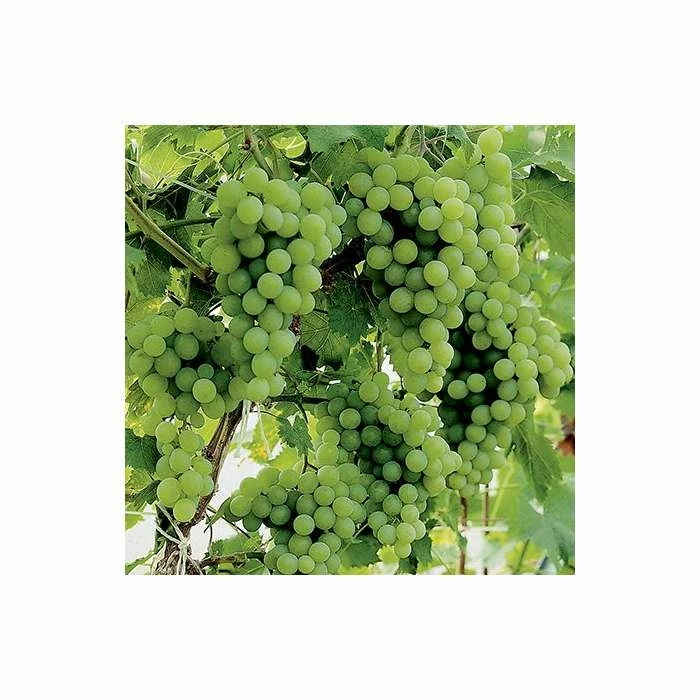 2-3ft 'Vroege van der Laan' Grape Vine | 2L Pot 2 2-3ft 'Vroege van der Laan' Grape Vine | 2L Pot - Image 2