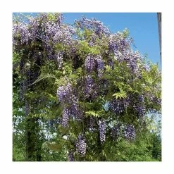 2-3ft Wisteria Floribunda 'Black Dragon' | 'Kokuryu' | 3L Pot 6 2-3ft Wisteria Floribunda 'Black Dragon' | 'Kokuryu' | 3L Pot -Roots Shop TR0335 add image 1 68f2