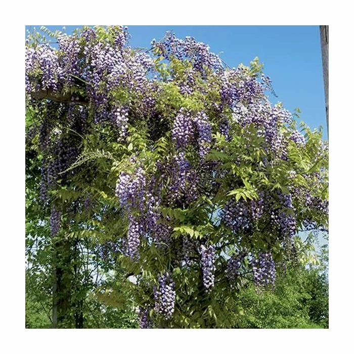 2-3ft Wisteria Floribunda 'Black Dragon' | 'Kokuryu' | 3L Pot 3 2-3ft Wisteria Floribunda 'Black Dragon' | 'Kokuryu' | 3L Pot - Image 3
