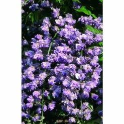 2-3ft Wisteria Floribunda 'Black Dragon' | 'Kokuryu' | 3L Pot 7 2-3ft Wisteria Floribunda 'Black Dragon' | 'Kokuryu' | 3L Pot -Roots Shop TR0335 add image 2 0137