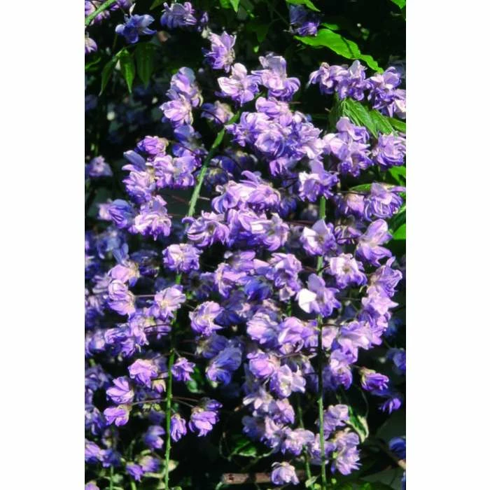 2-3ft Wisteria Floribunda 'Black Dragon' | 'Kokuryu' | 3L Pot 4 2-3ft Wisteria Floribunda 'Black Dragon' | 'Kokuryu' | 3L Pot - Image 4