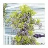 2-3ft Wisteria Floribunda 'Black Dragon' | 'Kokuryu' | 3L Pot