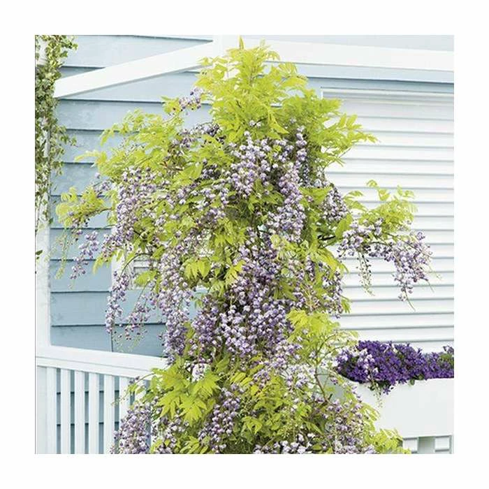 2-3ft Wisteria Floribunda 'Black Dragon' | 'Kokuryu' | 3L Pot 1 2-3ft Wisteria Floribunda 'Black Dragon' | 'Kokuryu' | 3L Pot