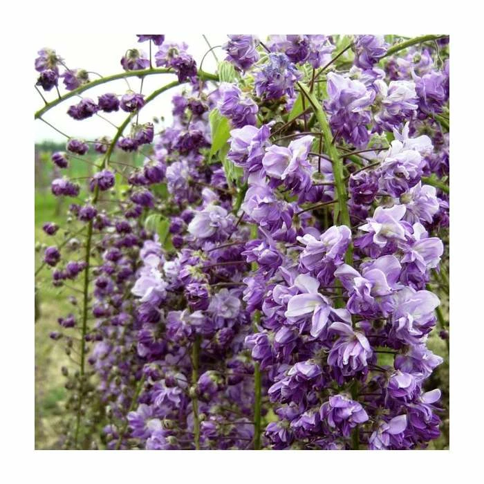 2-3ft Wisteria Floribunda 'Black Dragon' | 'Kokuryu' | 3L Pot 2 2-3ft Wisteria Floribunda 'Black Dragon' | 'Kokuryu' | 3L Pot - Image 2