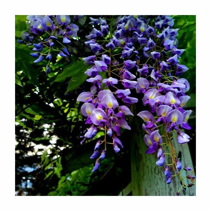2-3ft Wisteria 'Lavender Lace' | 3L Pot 1 2-3ft Wisteria 'Lavender Lace' | 3L Pot