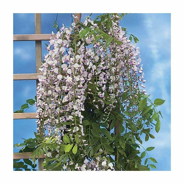 2-3ft Wisteria floribunda 'Lipstick' | 3L Pot 1 2-3ft Wisteria floribunda 'Lipstick' | 3L Pot