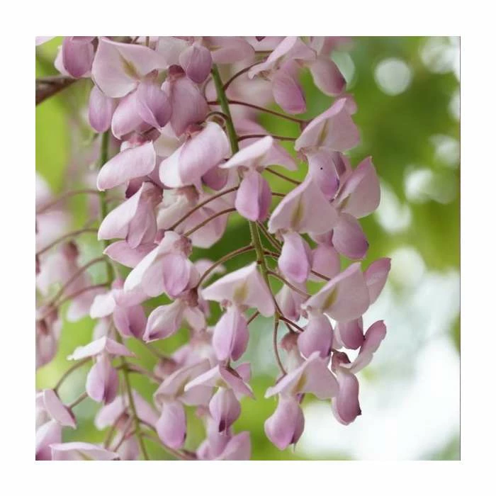 2-3ft Wisteria floribunda 'Lipstick' | 3L Pot 2 2-3ft Wisteria floribunda 'Lipstick' | 3L Pot - Image 2