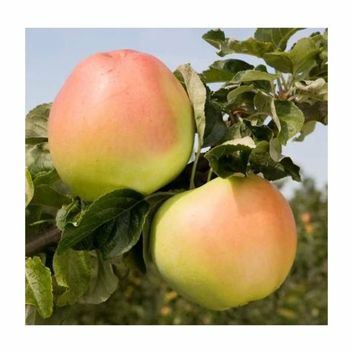 4-5ft Malus 'Arthur Turner' | Apple Tree 1 4-5ft Malus 'Arthur Turner' | Apple Tree