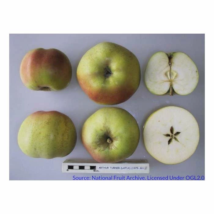 4-5ft Malus 'Arthur Turner' | Apple Tree 2 4-5ft Malus 'Arthur Turner' | Apple Tree - Image 2