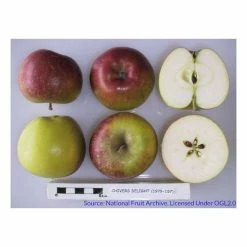 4-5ft Malus 'Chivers Delight' | Apple Tree -Roots Shop TR0406 add image 2 0097