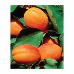 4-5ft 'Alfred' Apricot Tree | SJA Semi Vigorous Rootstock | Bare Root