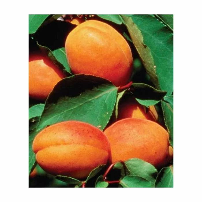 4-5ft 'Alfred' Apricot Tree | SJA Semi Vigorous Rootstock | Bare Root 1 4-5ft 'Alfred' Apricot Tree | SJA Semi Vigorous Rootstock | Bare Root