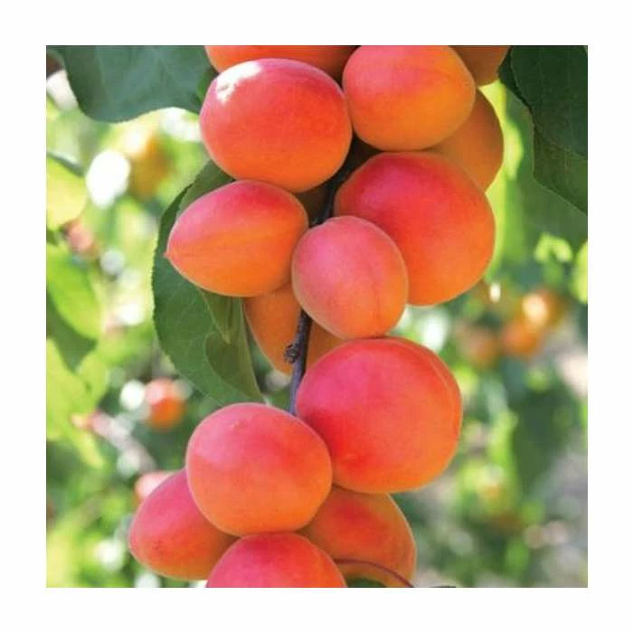 Prunus 'Flavorcot' | Apricot Tree 1 Prunus 'Flavorcot' | Apricot Tree