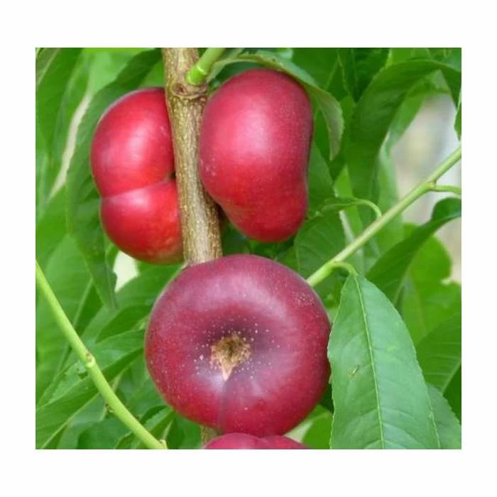 4-5ft 'Flat' Nectarine Tree | SJA Semi Vigorous Rootstock | Bare Root 1 4-5ft 'Flat' Nectarine Tree | SJA Semi Vigorous Rootstock | Bare Root