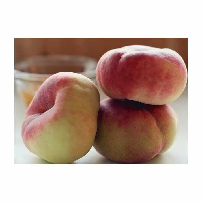 5ft 'Saturn' Flat Peach Tree | SJA Semi Vigorous Rootstock | 7L Pot | By Frank P Matthews™ 1 5ft 'Saturn' Flat Peach Tree | SJA Semi Vigorous Rootstock | 7L Pot | By Frank P Matthews™