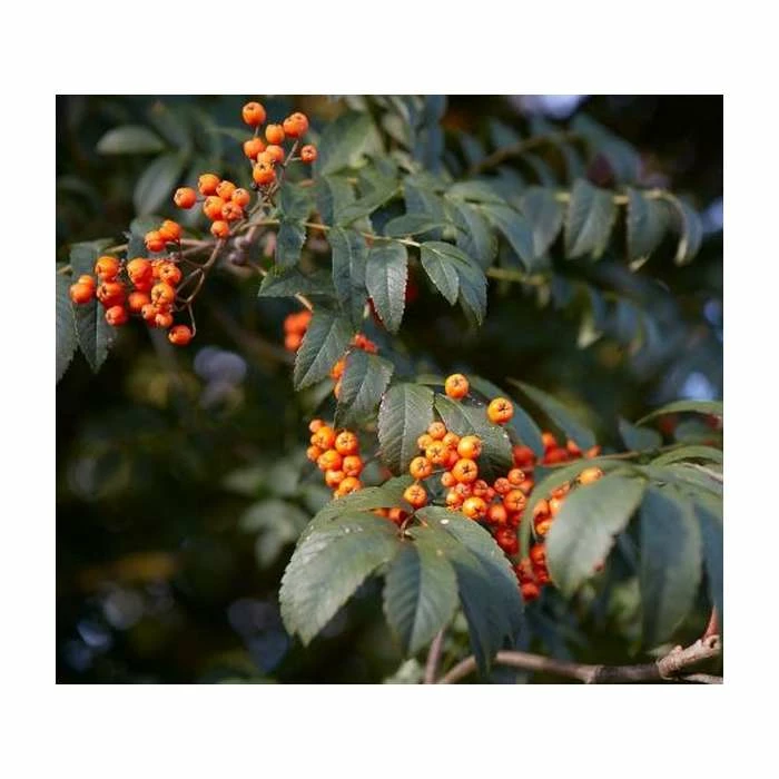 Sorbus 'Apricot Queen' | Rowan Tree | Bare Root | 120-150cm 1 Sorbus 'Apricot Queen' | Rowan Tree | Bare Root | 120-150cm