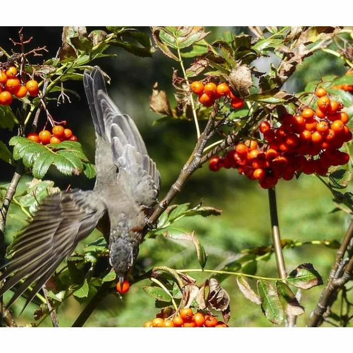 Sorbus 'Apricot Queen' | Rowan Tree | Bare Root | 120-150cm 2 Sorbus 'Apricot Queen' | Rowan Tree | Bare Root | 120-150cm - Image 2