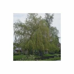 Salix x sepulcralis 'Chrysocoma' | Willow Tree -Roots Shop TR06259L add image 1 a0c0