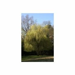Salix x sepulcralis 'Chrysocoma' | Willow Tree -Roots Shop TR06259L add image 2 cab9