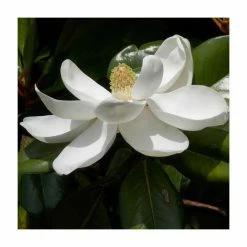 Magnolia grandiflora 'Gallisoniensis'