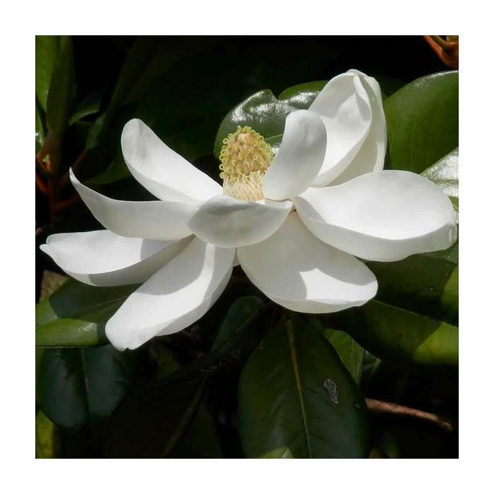 Magnolia grandiflora 'Gallisoniensis' 1 Magnolia grandiflora 'Gallisoniensis'