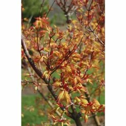 Acer palmatum 'Orange Dream' | Japanese Maple Tree -Roots Shop TR070118L add image 2 fe78