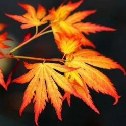 Acer palmatum 'Orange Dream' | Japanese Maple Tree -Roots Shop TR070118L add image 5 1ff6