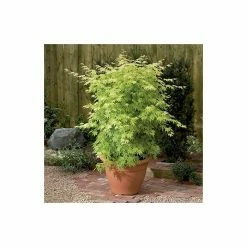Acer palmatum 'Orange Dream' | Japanese Maple Tree -Roots Shop TR070118L add image 6 a3c1
