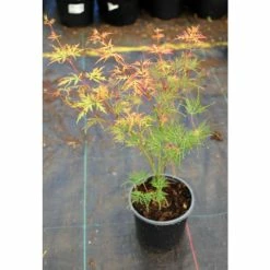 Acer palmatum 'Dissectum' | Japanese Maple Tree 11 Acer palmatum 'Dissectum' | Japanese Maple Tree -Roots Shop TR070515L add image 4 f250