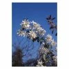 Amelanchier laevis 'Snowflakes' | Smooth Serviceberry Tree | 12L Pot | 150-180cm | By Frank P Matthews