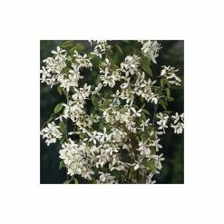 Amelanchier laevis 'Snowflakes' | Smooth Serviceberry Tree | 12L Pot | 150-180cm | By Frank P Matthews -Roots Shop TR071412L rollover image edb3