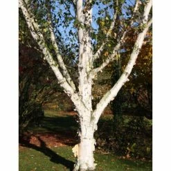 Betula utilis var. jacquemontii 'Snow Queen' | Himalayan Birch Tree | 12L Pot | 150-180cm | By Frank P Matthews -Roots Shop TR072112L add image 1 1c06