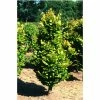 Fagus sylvatica 'Dawyck Gold' | Golden Fastigiate Beech Tree | 12L Pot | 150-180cm | By Frank P Matthews