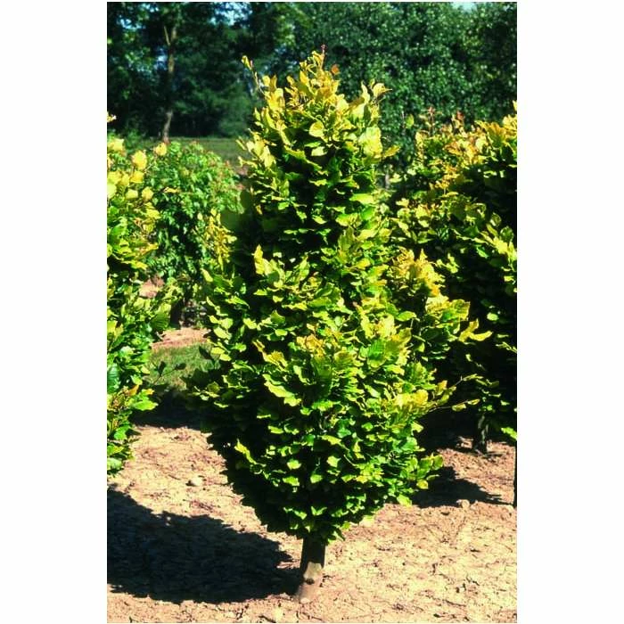 Fagus sylvatica 'Dawyck Gold' | Golden Fastigiate Beech Tree | 12L Pot | 150-180cm | By Frank P Matthews 1 Fagus sylvatica 'Dawyck Gold' | Golden Fastigiate Beech Tree | 12L Pot | 150-180cm | By Frank P Matthews