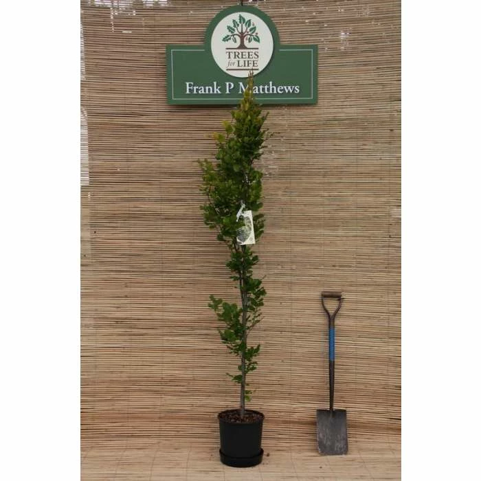 Fagus sylvatica 'Dawyck Gold' | Golden Fastigiate Beech Tree | 12L Pot | 150-180cm | By Frank P Matthews 2 Fagus sylvatica 'Dawyck Gold' | Golden Fastigiate Beech Tree | 12L Pot | 150-180cm | By Frank P Matthews - Image 2