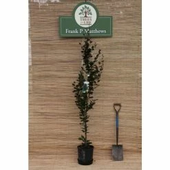 Fagus sylvatica 'Dawyck Purple' | Purple Fastigiate Beech Tree | 12L Pot | 150-180cm | By Frank P Matthews -Roots Shop TR073212L rollover image b36c